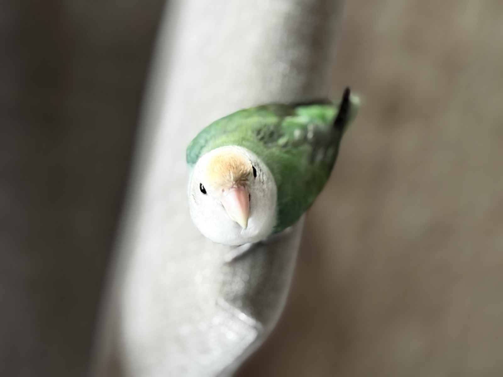 Mofu, a green lovebird, perched and looking at the camera